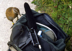 Inquisitive Weka with Sennheiser Recording Equipment